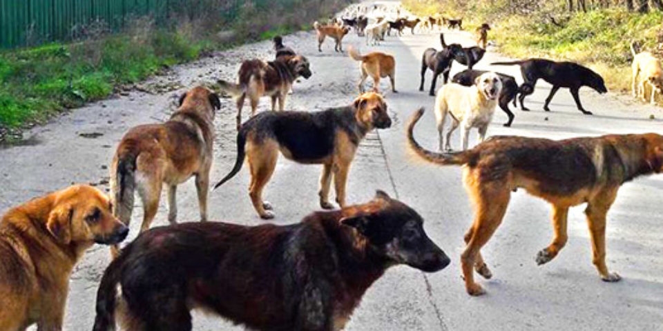 1 1 Express Vahsi Olan Kopekler Degil Tehcir Mantigi